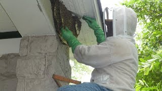 Safely Remove Honey Bees from a House - Without Destroying the Hive