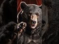 Igazi haver: néha egy szót sem ért, de mindig pontosan tudja mire gondolsz 📖✨ #comedy #medve 🌦️🌲🍎🐻