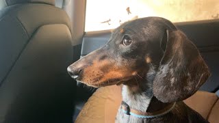 HOW MINI DACHSHUND REACTS WHEN HE GOES TO A CAR WASH FOR THE FIRST TIME ?