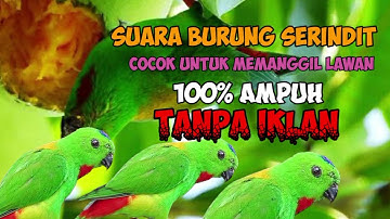 Suara pikat burung serindit paling ampuh untuk mancing burung macet bunyi dan cocok untuk Mikat