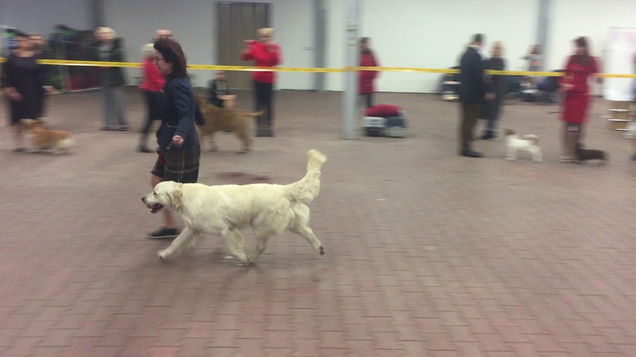 CACIB-FCI "Мемориал Шафира" 24.02.2018. BEST IN SHOW