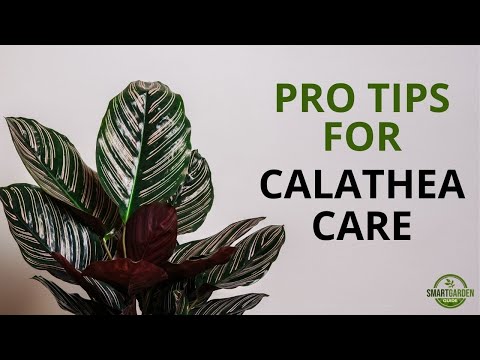 فيديو: أصناف Calathea: أنواع مختلفة من Calathea Houseplant