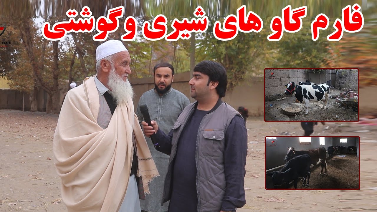 فارم گاو های شیری وگوشتی در ولسوالی خان آباد کندز | نحوه نگهداری و قیمت گاو های شیری وگوشتی