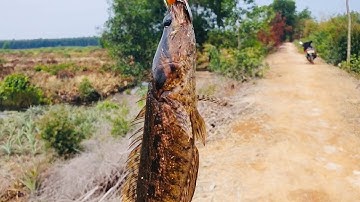 Câu cá lóc dạo Tân phước, Tiền giang