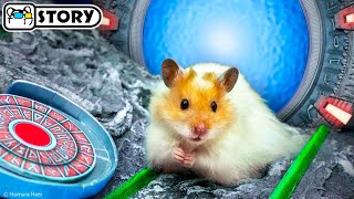 Hamster Escapes the Prison Maze in the Star Gate 🐹 Homura Ham Pets by Homura Ham Pets 91,724 views 1 year ago 9 minutes, 53 seconds