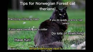 Tips For Norwegian Forest Cat Therians! (Requested by @Lillian Lakewalker