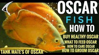 How & What to feed Oscar Fish | How to care Oscar fish | Oscar Fish Tank mates | grooming & buying