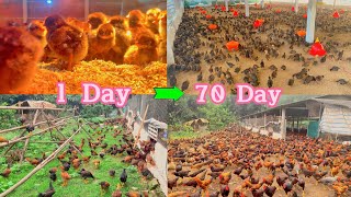 ПОЛНОЕ ВИДЕО: 70 дней выращивания цыплят от маленьких до взрослых