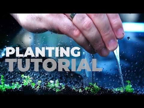 Video: Što su biljke koje oksigeniraju: kako posaditi potopljene biljke