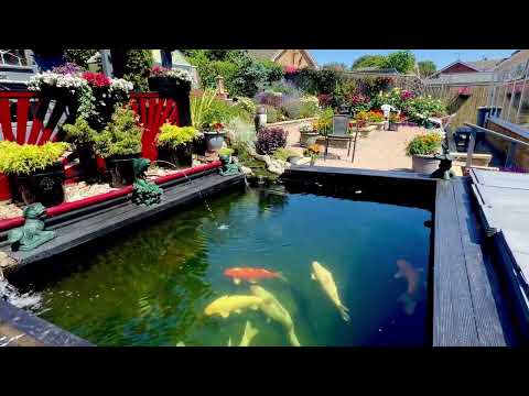 Dave`s Garden and Koi Pond