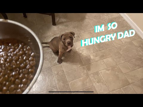 What It Looks Like Feeding My Pitbull Puppy