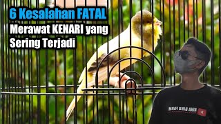 Jangan Pernah lakukan Hal ini pada burung kenari