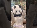 Panda beauty aibao 