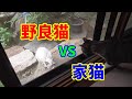 新顔の野良猫がやって来て、我が家の猫ちゃん達と初顔合わせの時の動画です。