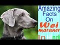 Amazing Facts on Weimaraner Dog | In Hindi | Dog Facts |Animal Channel Hindi