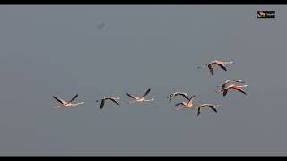 Pink Flamingo in 4K | Greater Flamingo Largest of all Flamingos call &amp; fly in pattern | TrulyWild 4K