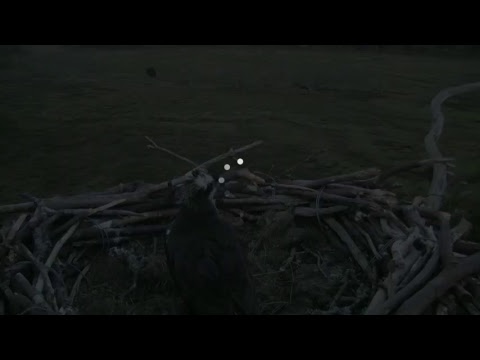 Glaslyn Ospreys Live Stream