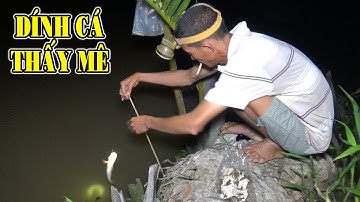 CẮM CÂU CÁ DÍNH LIÊN TỤC - BẮT CÁ LÓC NẤU CHÁO MÓN NGON MIỀN TÂY/FISHING NGÃ NĂM TV