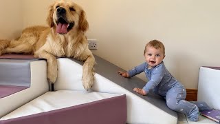Golden Retriever Adores His baby Brother! He Wants To Adopt Him! (Cutest Ever!!)