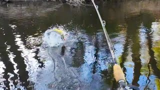 Exciting lure fishing for Murray cod and yellowbelly, EVERY SINGLE CAST