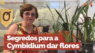 DESCUBRA O SEGREDO PARA A CYMBIDIUM DAR FLORES! | Orquideoterapia |  Teresinha Kunz - thptnganamst.edu.vn