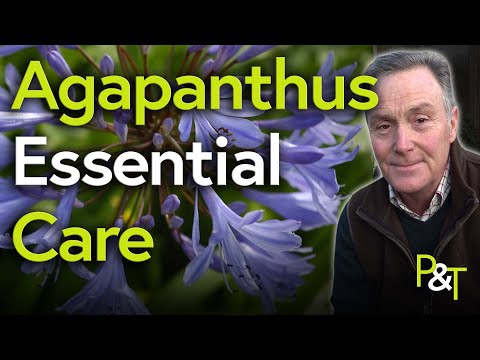 Video: Jak se starat o agapanthus?