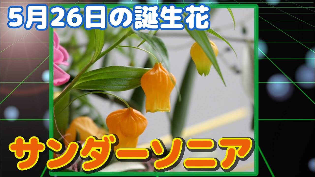 5月26日の誕生花 サンダーソニア どんな花 あなたに送る花言葉は Youtube