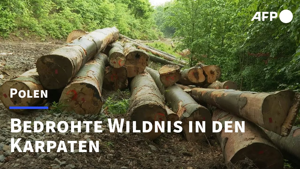 Ausgesetzt In Der Wildnis In Den Karpaten www.youtube.com