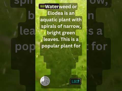 Video: Cos'è Elodea Waterweed: controllare le piante di Elodea negli stagni