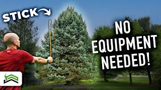 Measuring Tree Height Without A Tape Measure