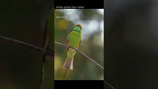 green beeeater Singing part2  #birdslover #birds #nature #birdworld #birdsounds #birdplanet