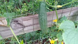 Marketmore Cucumber