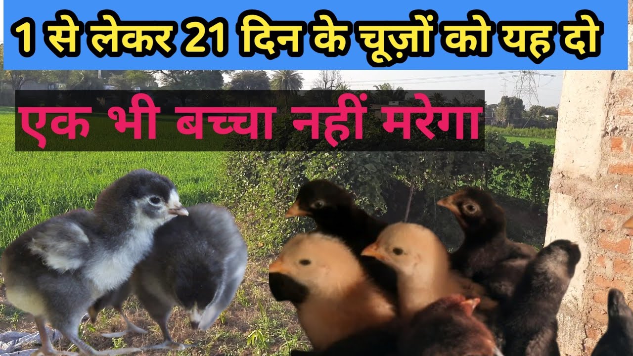 मुर्ग़ी के चूजो को सही तरह से कैसे पालें | desi chicken chicks treatment 