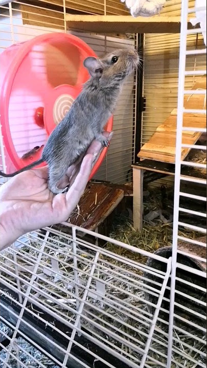 Lucy🧡🧡 Sweet little Baby Degu🙈 the life of degus‼️‼️ #funny #animals #degu #pet #shorts
