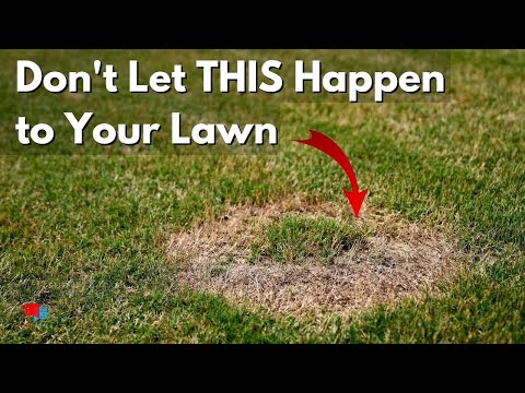 How to Prevent and Treat Lawn Fungus - Lawn Disease Control