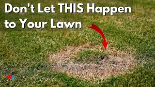 How to Prevent and Treat Lawn Fungus - Lawn Disease Control