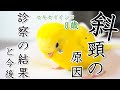 斜頸の原因 診察の結果と今後 セキセイインコ 8歳 原因不明 斜頸 病院