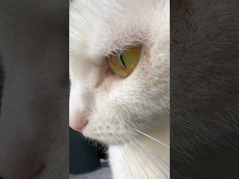 Кошки,котики,кошачий глаз,кошка #cat #catshorts #catlovers #catvideos #cats #кошки #котики #кошка