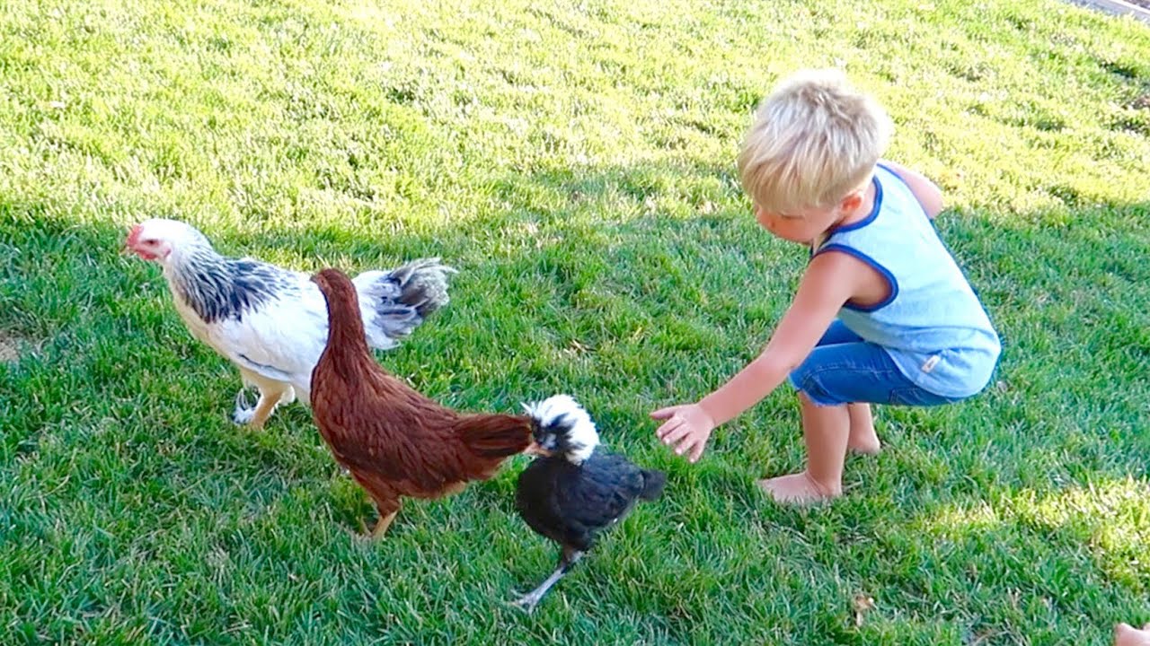 PLAYING WITH CHICKENS!! YouTube