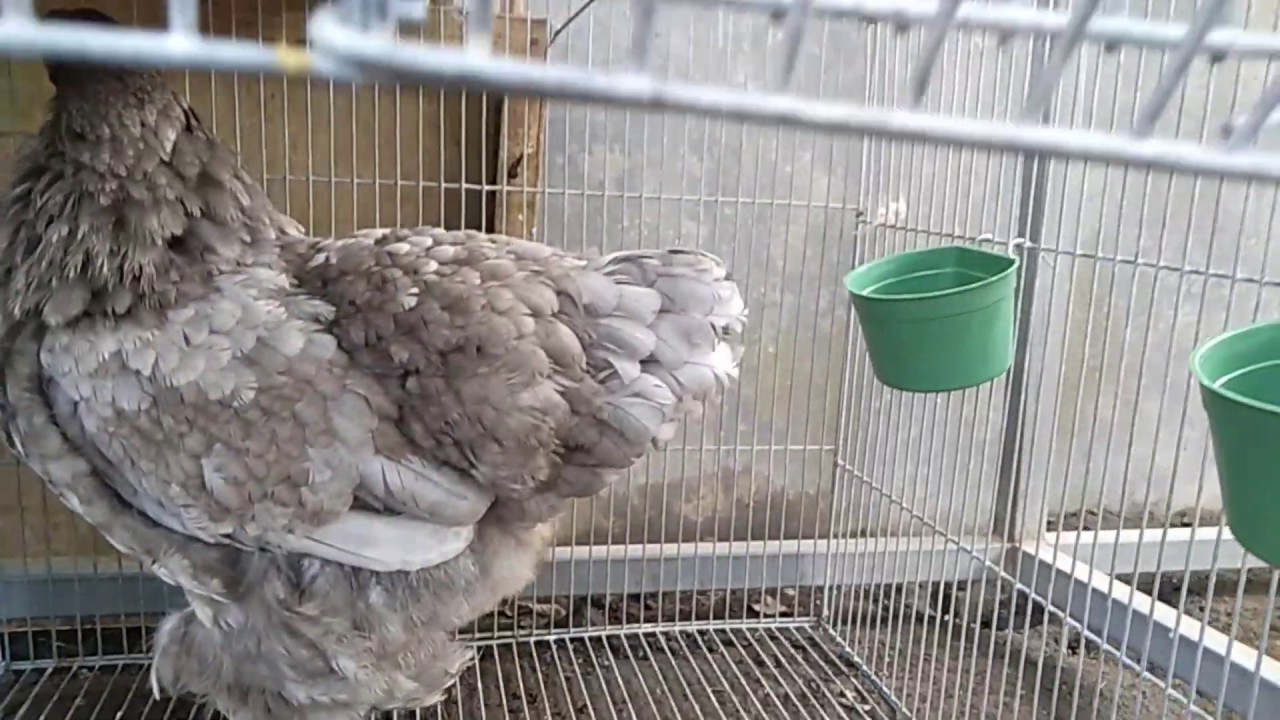 CARA PENGOBATAN FLU PADA AYAM BRAHMA 