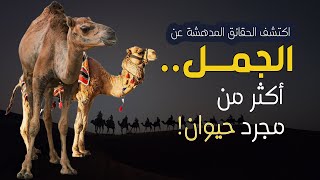 كل ما تود معرفته عن الجمل - حقائق مدهشة ومعلومات مفيدة