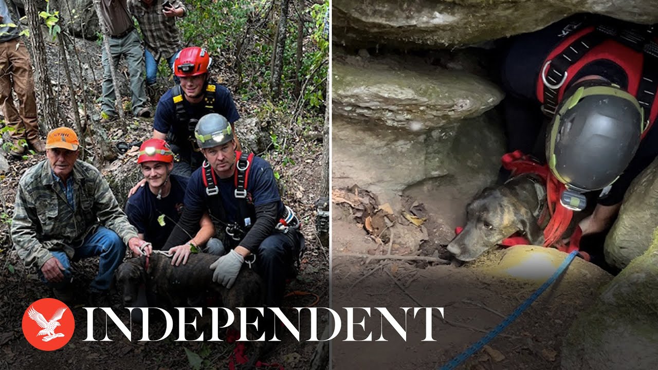Dog rescued after being trapped for three days in cave with bear - YouTube