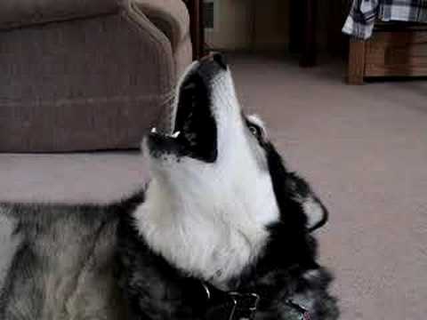 Smokey the Alaskan Malamute Howling - YouTube