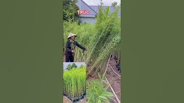 XEM CÂY TRÚC QUÂN TỬ trang trí sân vườn #trucquantu #trúc_quân_tử #trucvang #hoakienghungthy