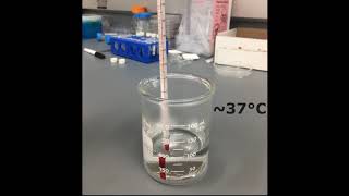 Thermal-sensitive Poloxamer Hydrogel