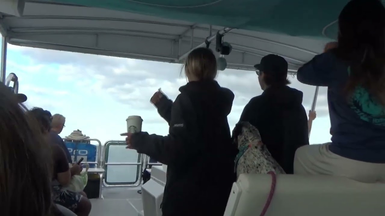 Honolulu Oahu Whale Watch and Dolphins