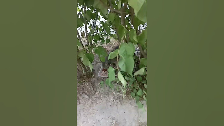 Поки два сірих котика нас чекали і ще інші прийдуть поїсти пізніше.