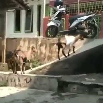 (goat) #Kambing  gabut# lucu #main #perosotan#Shorts