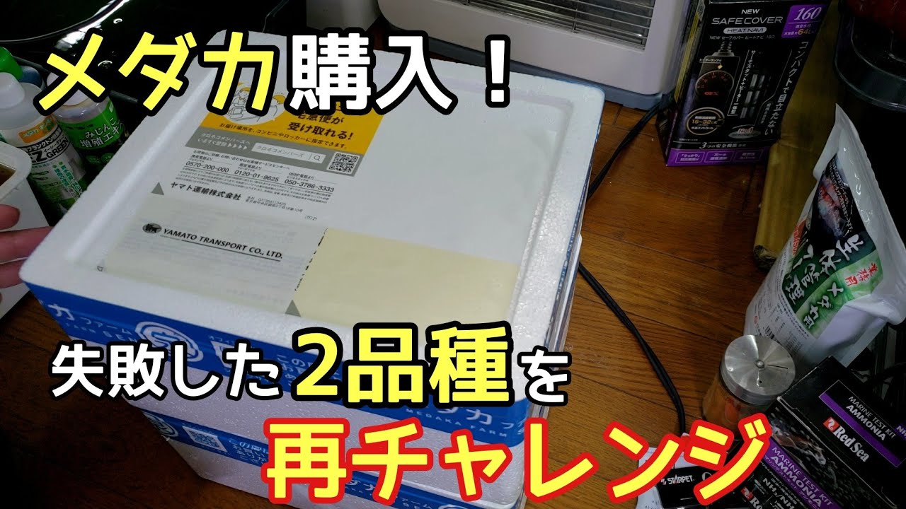 再チャレンジすべくめだか2品種を購入！【メダカ】 - YouTube