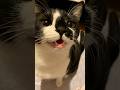 かわいい猫さんお喋りが止まらない【ゼロ浴び②】 #猫 #cat #shorts #鳴き声